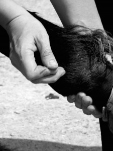 Julia places an acupuncture needle into a horse's fetlock